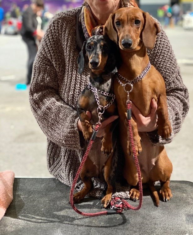 skopje dachshund