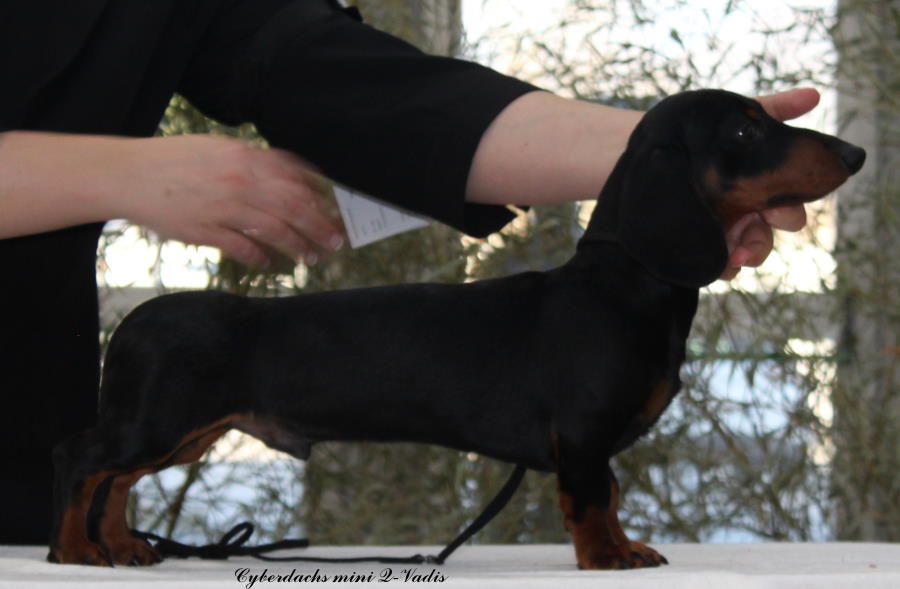 bassotto kaninchen nero focato