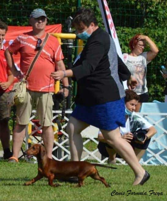 Canis Formula Freya nel Best in Show