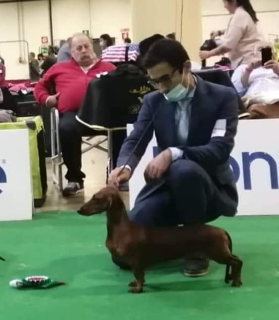 Canis Formula Freya 2 Best in Show classe lavoro