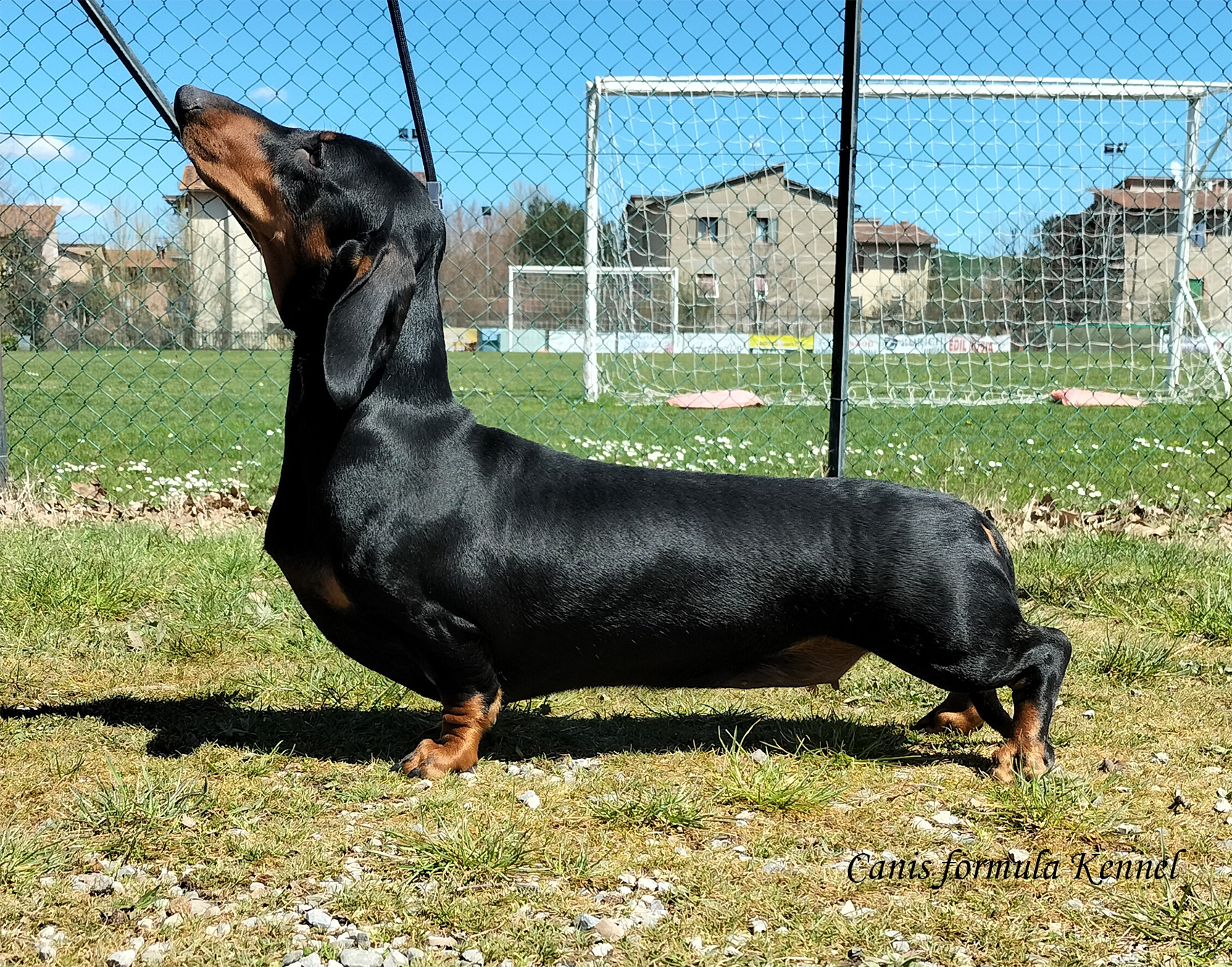 Bassotto Proud Hunter Leto nero focato