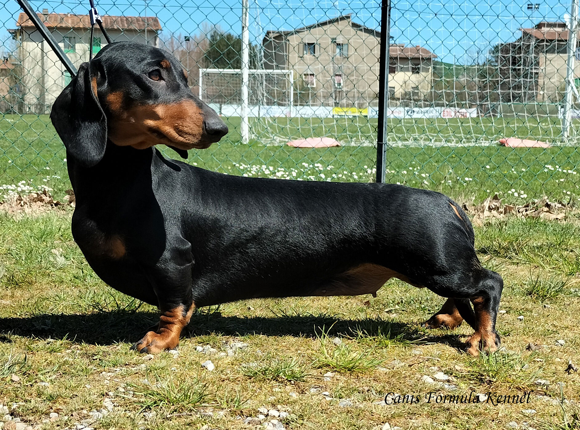 Bassotto Proud Hunter Leto nero focato - NDS Siena