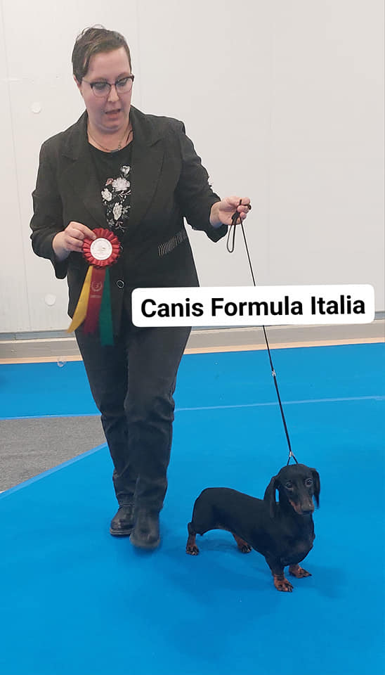 Canis Formula Italia (Standard)