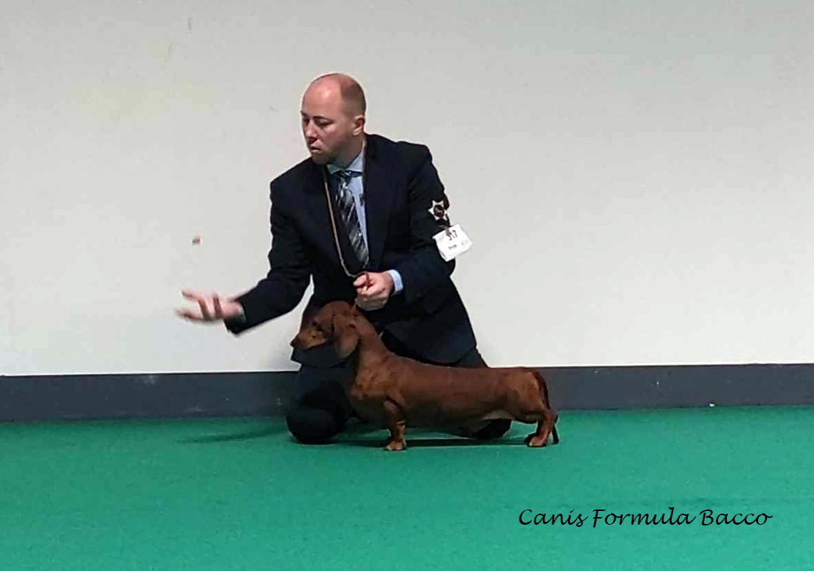 Canis Formula Bacco Insubria Winner Milano 2023 - Varese