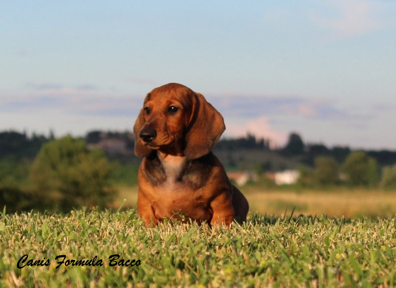 Cuccioli bassotto standard